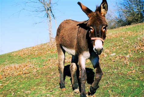 Todo sobre los burros y asnos - -De todo un poco-