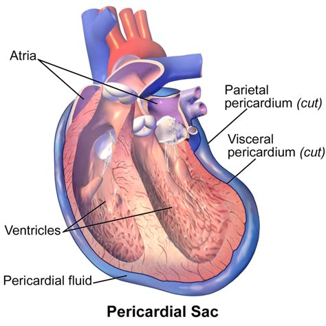 Difference Between Visceral and Parietal Pericardium | Compare the ...