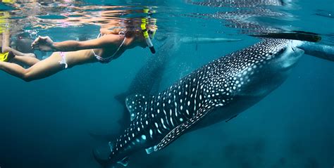 Oslob Whale sharks & Moalboal Pescador Island Tour Package