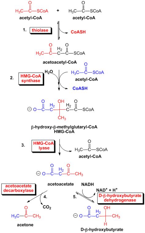 KETONE BODY SYNTHESIS