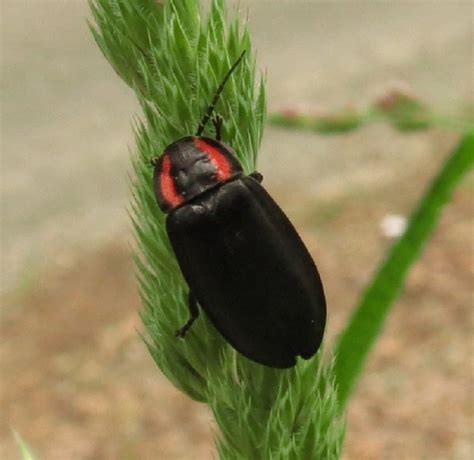 Firefly Beetle,, Vancouver Island, BC | Gohiking.ca