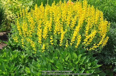 Baptisias: Plant Care and Collection of Varieties - Garden.org