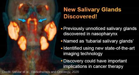 New Glands That Lubricate Our Throat Called Tubarial Salivary Glands Discovered