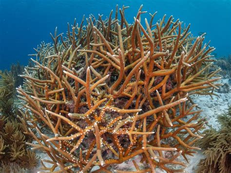 Staghorn Coral, Acropora Cervicornis. Bonaire, Caribbean Netherlands ...