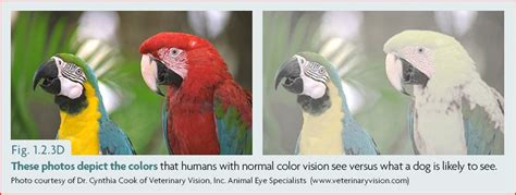 The Dog’s Color Vision and What It Means for Our Training – Ethology Institute Cambridge