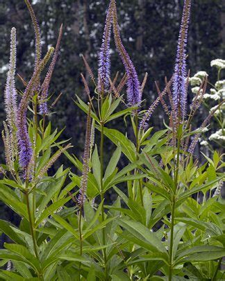 Veronicastrum virginicum | Nora's Perennials