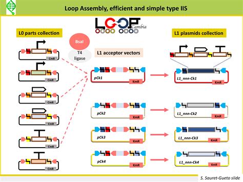 Loop Assembly — Marchantia.org