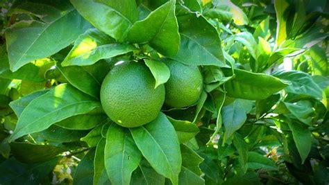 Lime – Persian – Urban Seedling