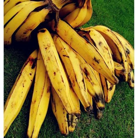 Jual Pisang Tanduk | Harga Per 2 Buah Halal di Seller TokoNayya ...