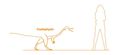 Coelophysis (Coelurus bauri) Dimensions & Drawings | Dimensions.com