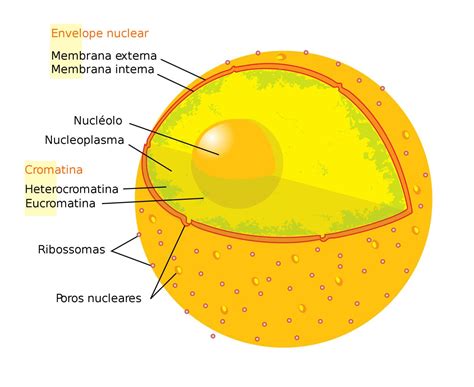 Que Es Un Nucleo En Escritura