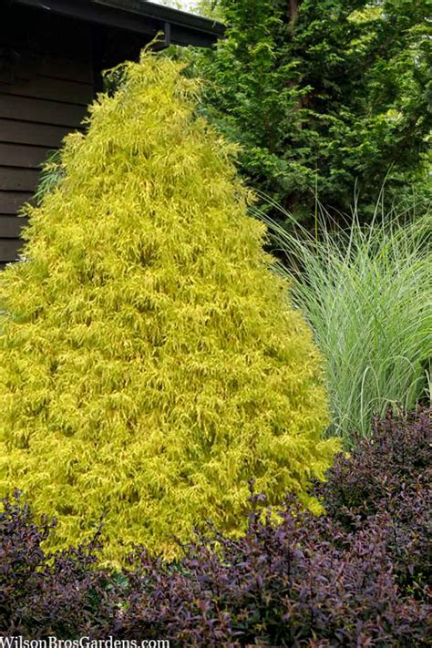 Buy Gold Mop Cypress | FREE SHIPPING | Wilson Bros Gardens | 6-Pack of 1 Gallon Pots for Sale online