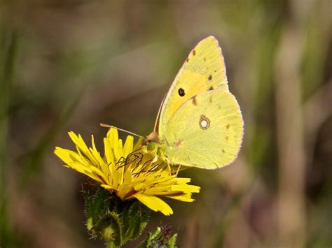 Roy's Nature Logbook: Clouded Yellow Butterfly