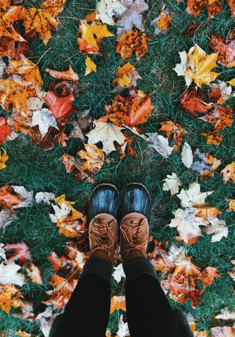 fall leaves on Tumblr