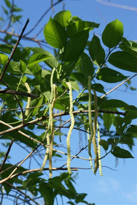 OUR PHILIPPINE TREES: From the Tree to the Table