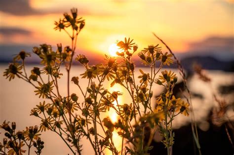 Premium Photo | Flowers in front of a lake