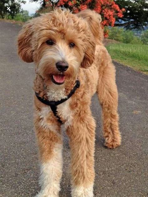 Goldendoodle | Poodle cross breeds, Labradoodle dogs, Labradoodle