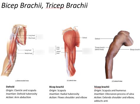 Triceps Brachii And Biceps Brachii