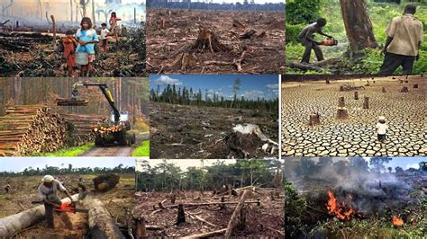 Deforestation and its effects - YouTube