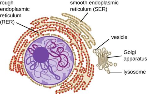 Smooth Endoplasmic Reticulum: Structure, Functions and Diagram ...