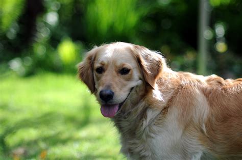 Download Blur Muzzle Dog Animal Golden Retriever 4k Ultra HD Wallpaper