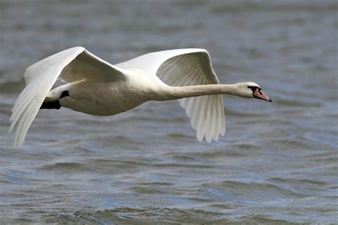 Can Swans Fly? - Online Field Guide