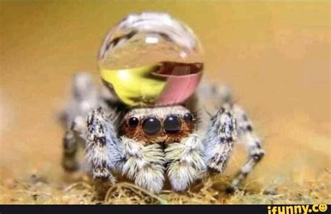 Jumping_spiders memes. Best Collection of funny Jumping_spiders ...