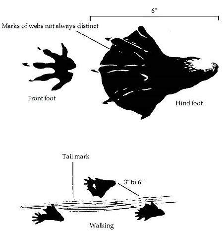 Beavers – Wildlife Conflicts