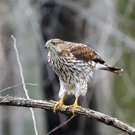 Cooper's Hawk - FeederWatch