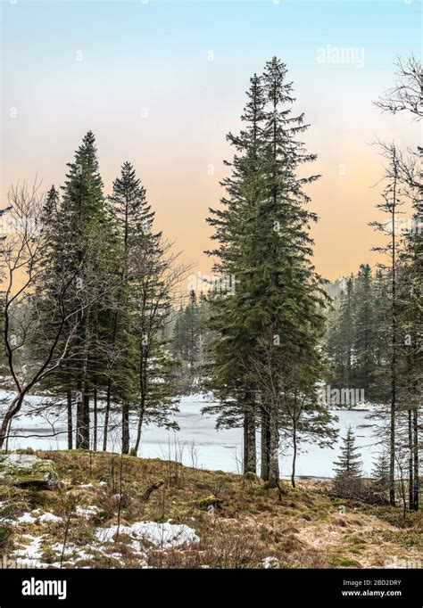 Pine trees in Norwegian forest Stock Photo - Alamy