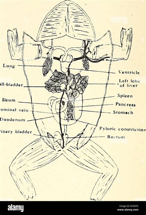 . Dissection of the platana and the frog. Xenopus laevis; Rana ...