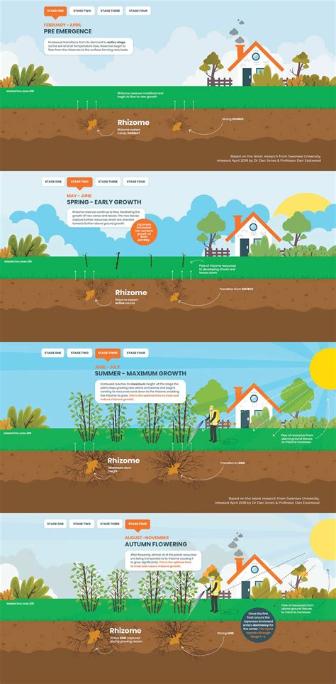 Japanese Knotweed removal infographic - 4 stages explained