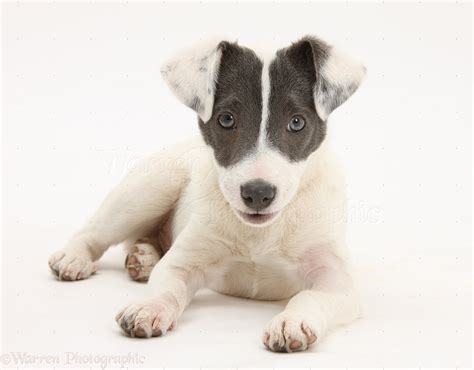 Dog: Blue-and-white Jack Russell Terrier pup photo WP18369