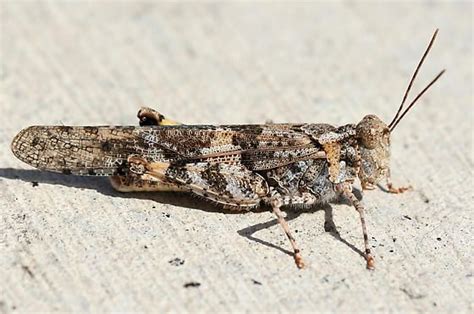 Pallid-winged grasshopper - Trimerotropis pallidipennis | Grasshopper ...