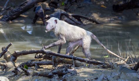 Albino Monkeys: How Common Are White Monkeys and Why Does It Happen? - A-Z Animals