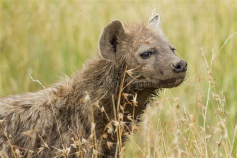 Spotted Hyena in Savanna Grass Stock Photo - Image of carnivore, mammal: 25433502