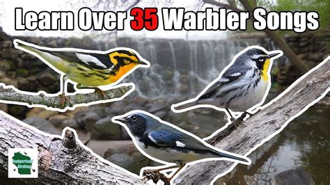 Learn 35+ Warblers Songs (Central and Eastern United States) - YouTube