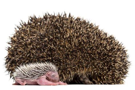 Hedgehog Breeding And Reproduction: How To Breed Them