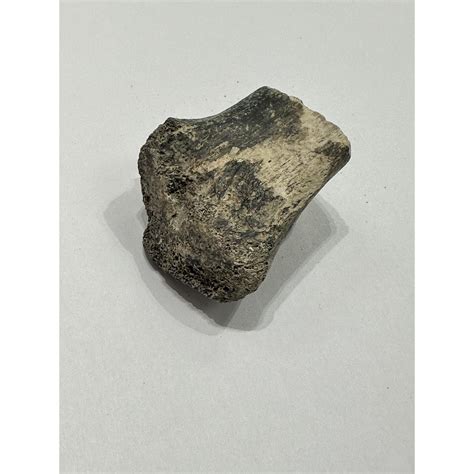 Alligator fossil Tibia End bone, Florida » Prehistoric Online