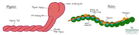 2. Structure of the Muscles - SimpleMed - Learning Medicine, Simplified