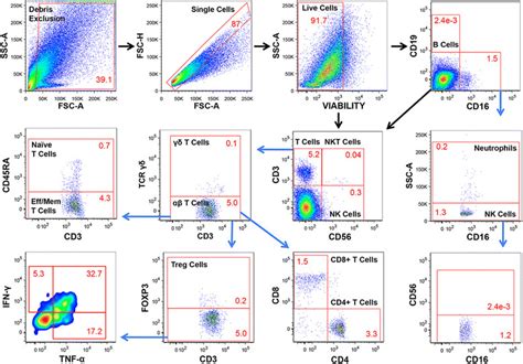T Cell Flow Cytometry