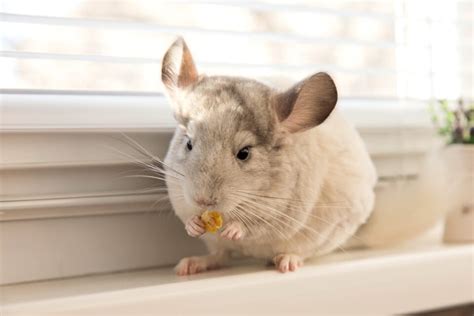 10 Best Chinchilla Breeders (2024): Our Top 10 Picks!