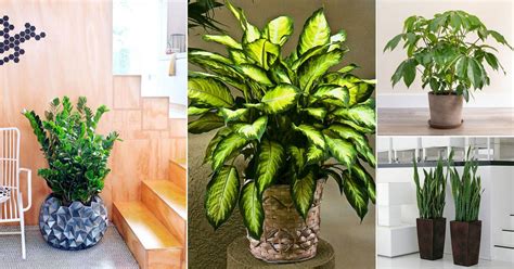 21 Easiest Houseplants | Easiest Indoor Plants to Take Care Of