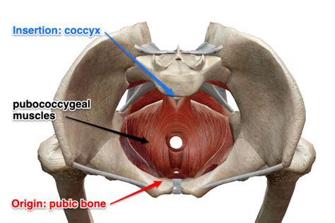 The Pubococcygeal Muscle (PC Muscle) and Attachments - Yoganatomy