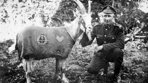 8 War Heroes That Were Real Animals | Mental Floss