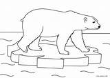Polar Oso Colorear Para Osos Dibujo Polares Dibujos Un Hielo Coloring  sketch template