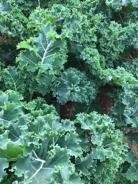 Kale (Curly) | Little Bent Farm