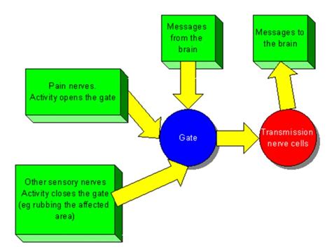 Gate Control Theory