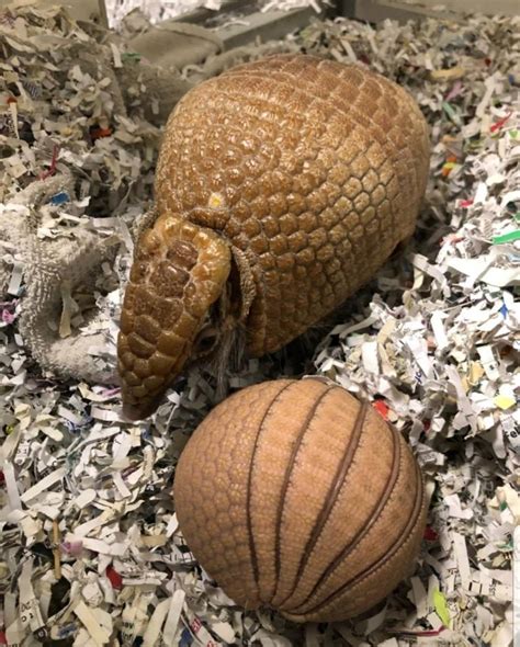 Baby Armadillo Born at Washington Park Zoo