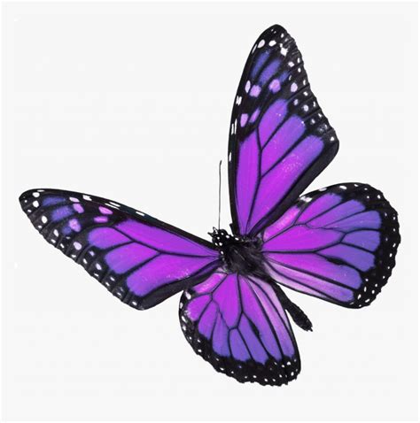 Simple Real Pictures Of Butterflies Popular Butterfly - Butterfly On White Background, HD Png ...